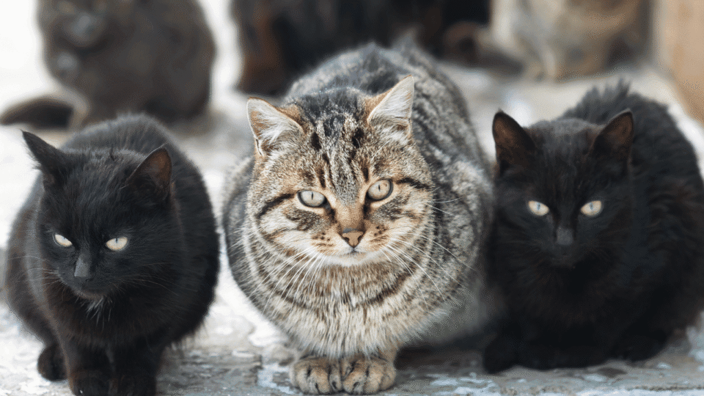 The Power of Feline Synchronicity Why Stray Cats May Hold the Key to Your Spiritual Growth