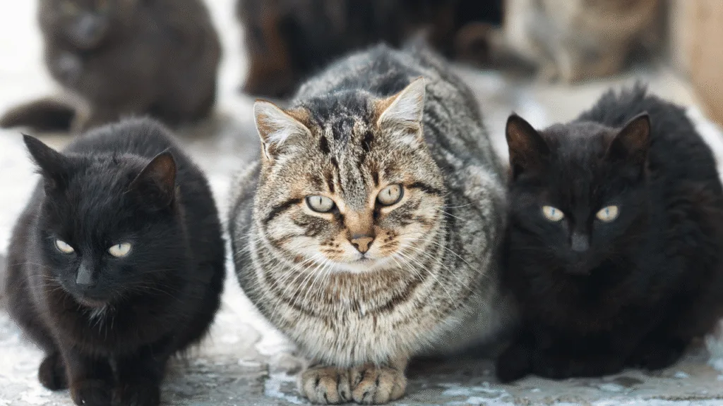 The Power of Feline Synchronicity Why Stray Cats May Hold the Key to Your Spiritual Growth