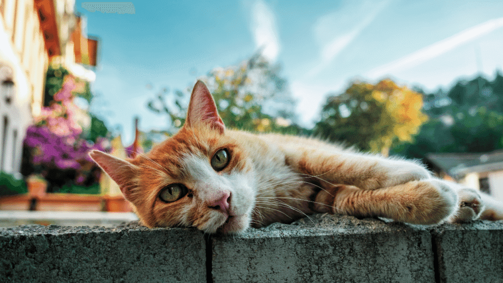 The Secret Language of Cats: Understanding the Spiritual Meaning Behind Their Mysterious Behavior