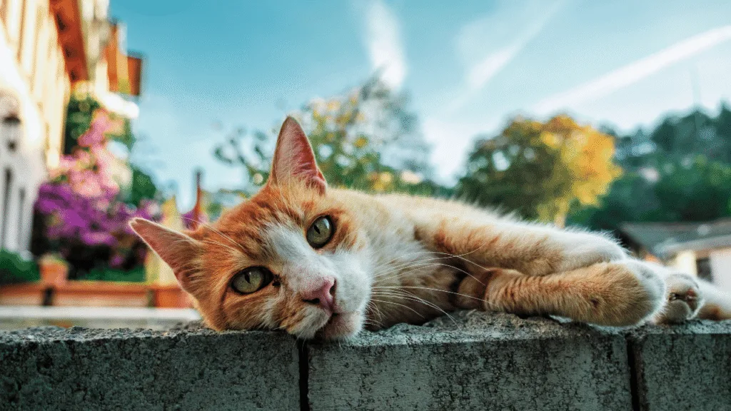 The Secret Language of Cats: Understanding the Spiritual Meaning Behind Their Mysterious Behavior
