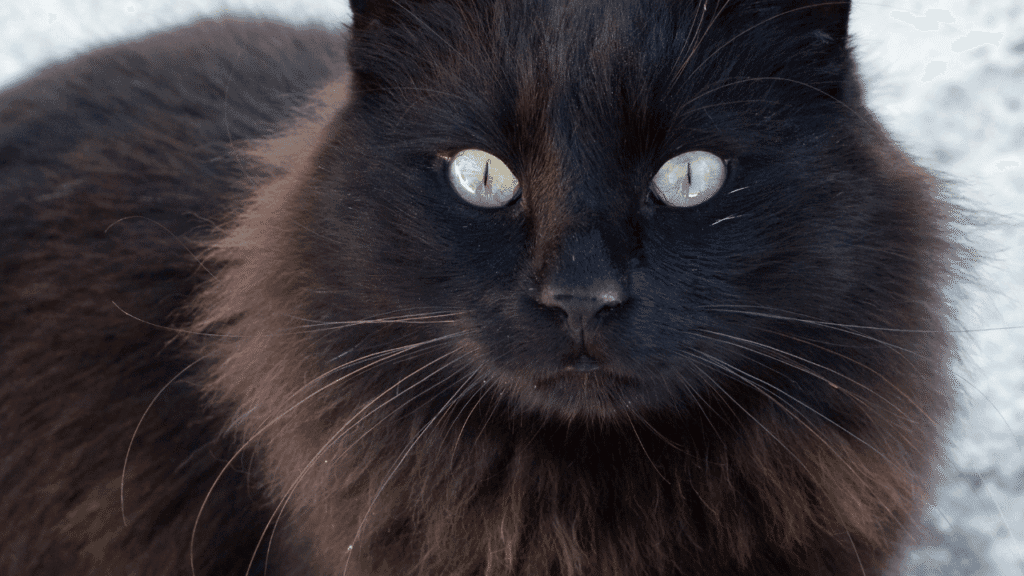 Unveiling the Magic: How to Recognize and Embrace the Spiritual Significance of Stray Black Cats