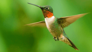What does it mean spiritually when a hummingbird visits you
