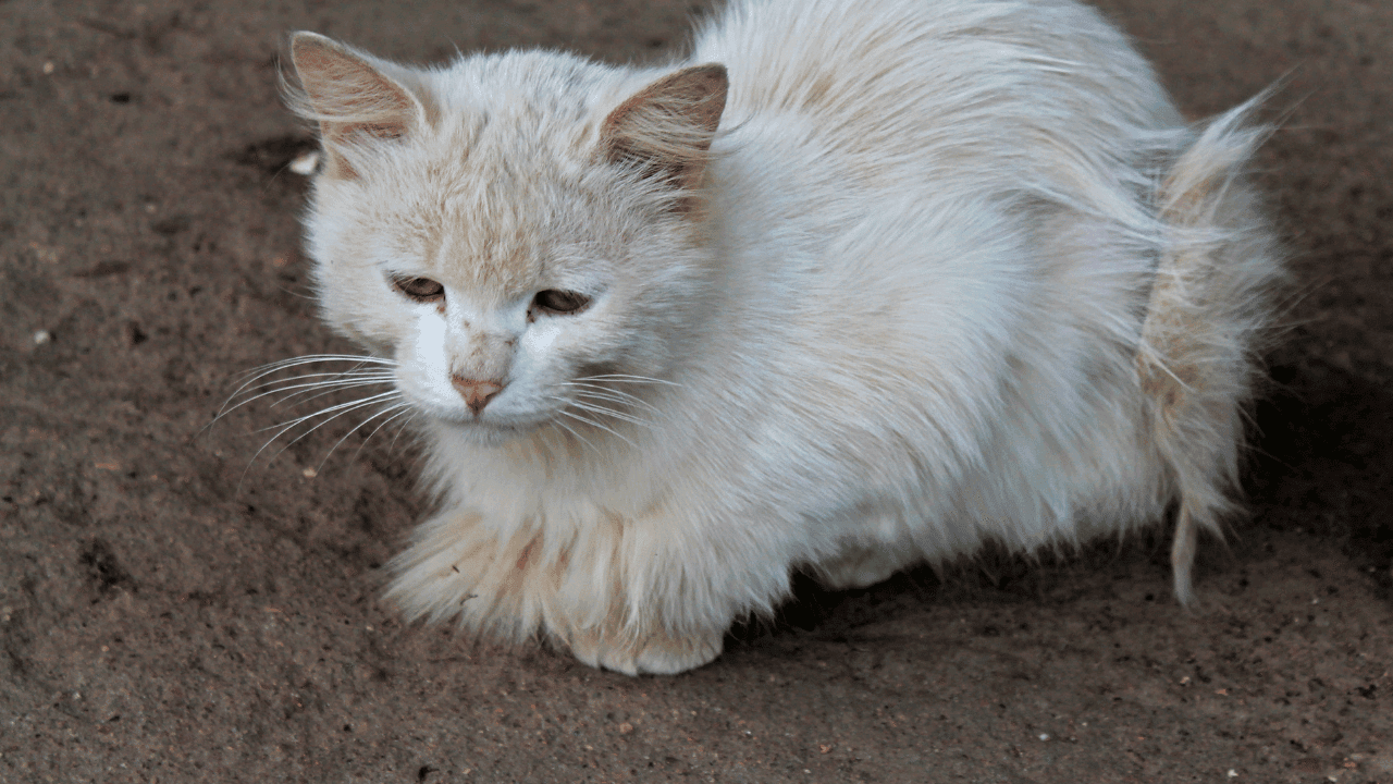 When a stray cat chooses you spiritual meaning: Unveiling 1 When a stray cat chooses you spiritual meaning: Unveiling