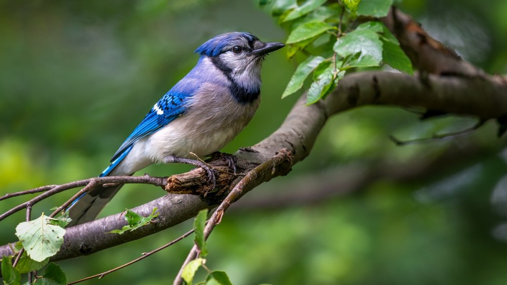 What does seeing a blue jay mean spiritually