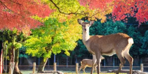 What does A Deer Symbolize Spiritually