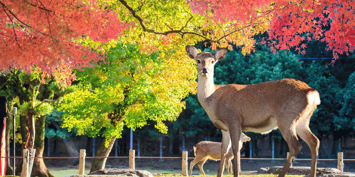 What does A Deer Symbolize Spiritually Deer Spiritual Symbolism Explained Find Meaning 1 What does A Deer Symbolize Spiritually