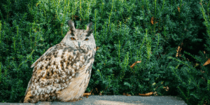 What Does Seeing an Owl Mean Spiritually