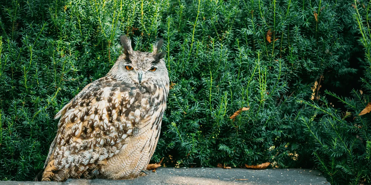 What Does Seeing an Owl Mean Spiritually Spiritual Meaning of Seeing an Owl Explained 1 What Does Seeing an Owl Mean Spiritually