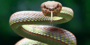 What does a snake symbolize spiritually