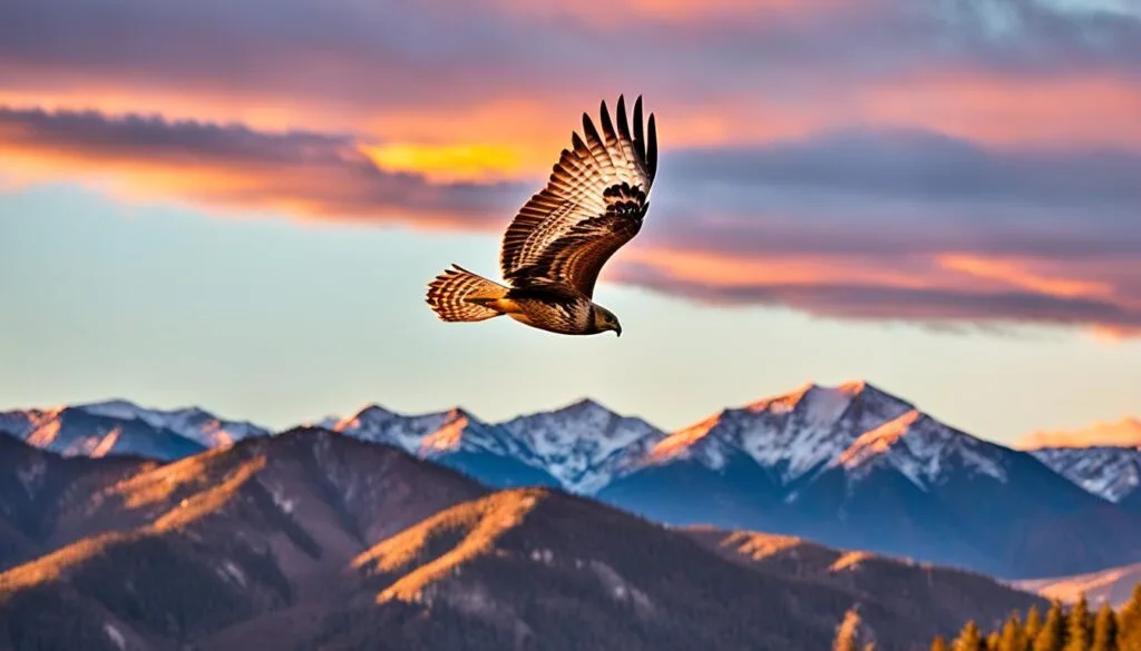 interpretation of hawk sighting