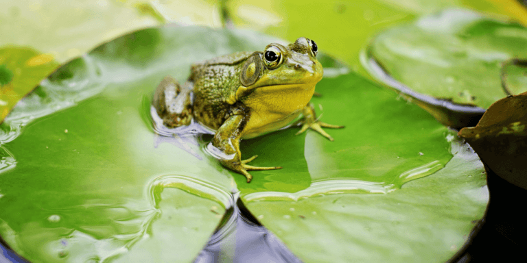 What Do Frogs Symbolize Spiritually