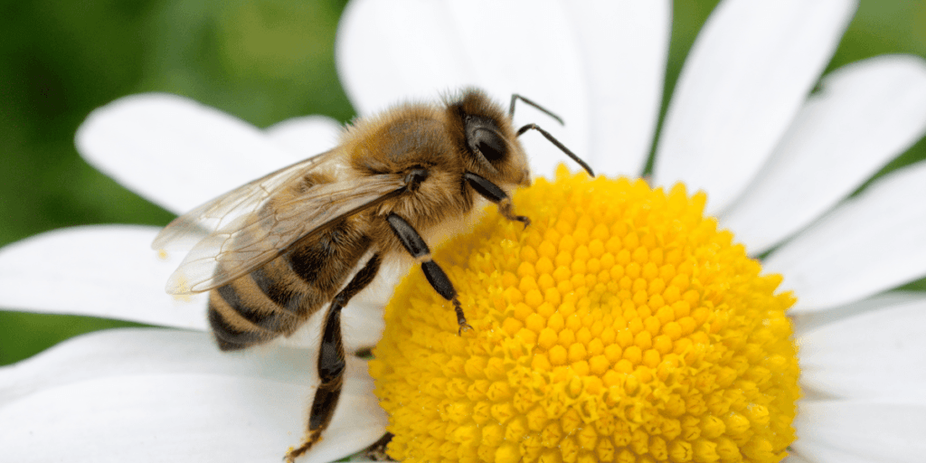 What Does Bees Mean Spiritually