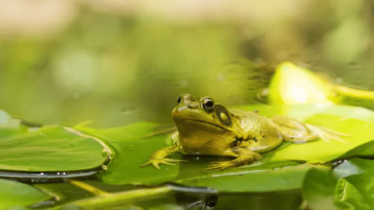 What do frogs represent spiritually