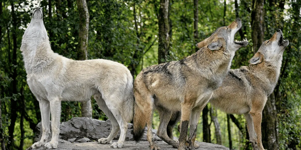 What Do Wolves Represent Spiritually Symbolism of Wolves Explained 1 Wolves Represent Spiritually