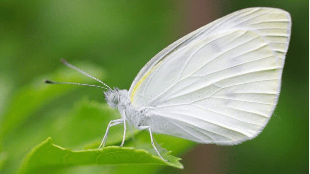 What do white butterflies mean spiritually