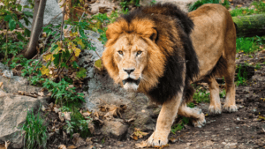what does a lion symbolize spiritually