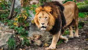 what does a lion symbolize spiritually