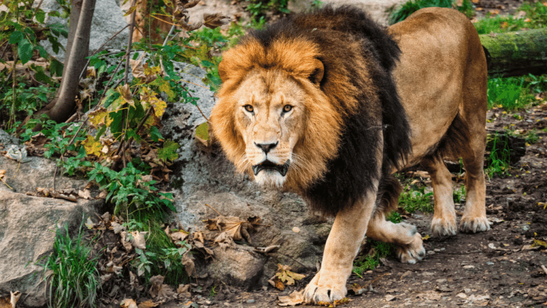 what does a lion symbolize spiritually