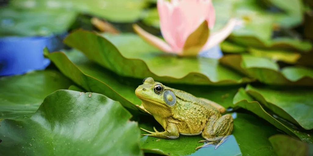 Frog Encounters and Omens