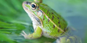 What Does a frog Mean Spiritually