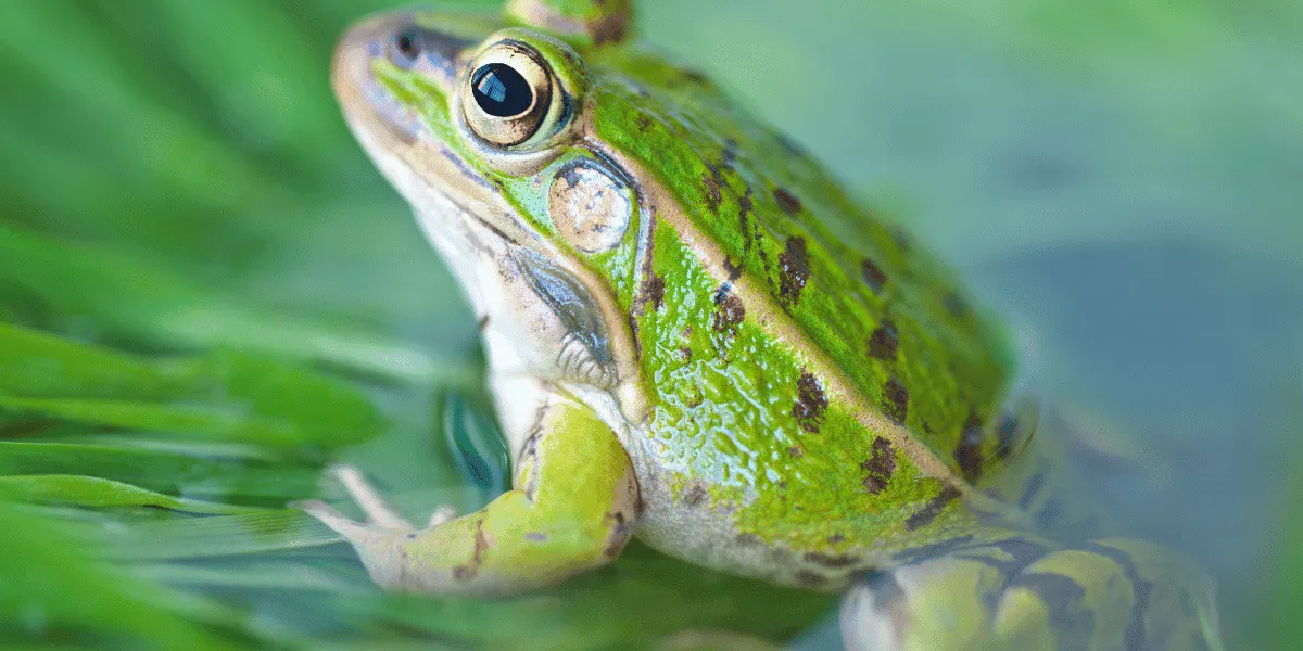 What Does a frog Mean Spiritually