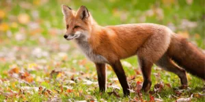 What does seeing a fox mean spiritually