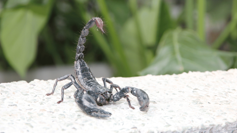 Biblical Meaning of Killing a Scorpion in Dreams