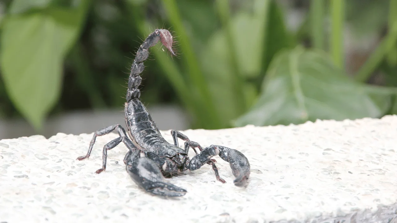 Biblical Meaning of Killing a Scorpion in Dreams 1 Biblical Meaning of Killing a Scorpion in Dreams