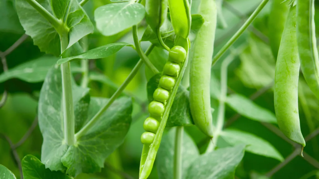 Unity and Community in Christian Dream Symbolism of Peas