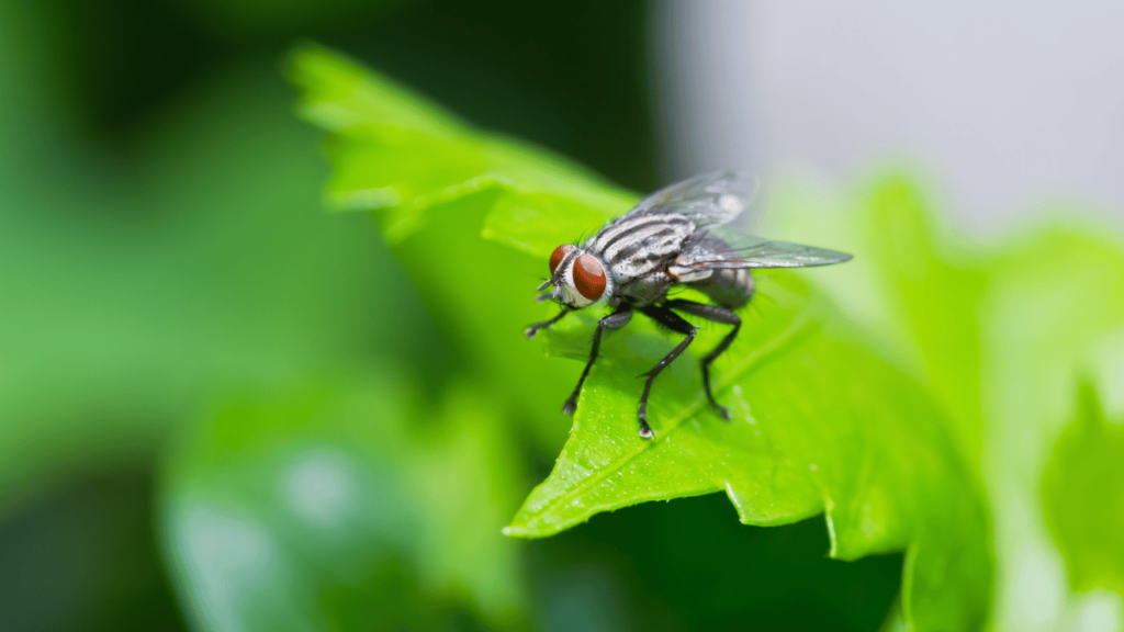 Embracing the Wisdom of Flies