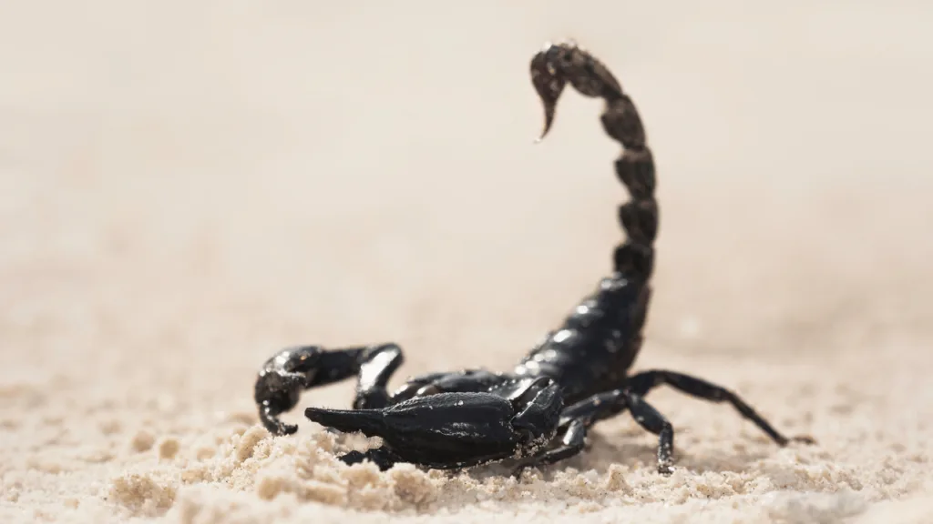 Spiritual Symbolism of Scorpions Encountering Scorpions in Dreams Spiritual Symbolism