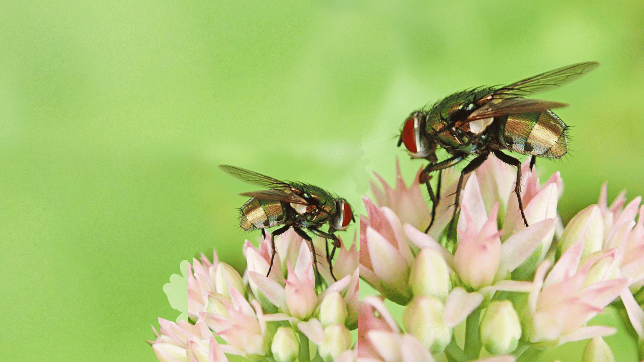 What do flies mean Spiritually