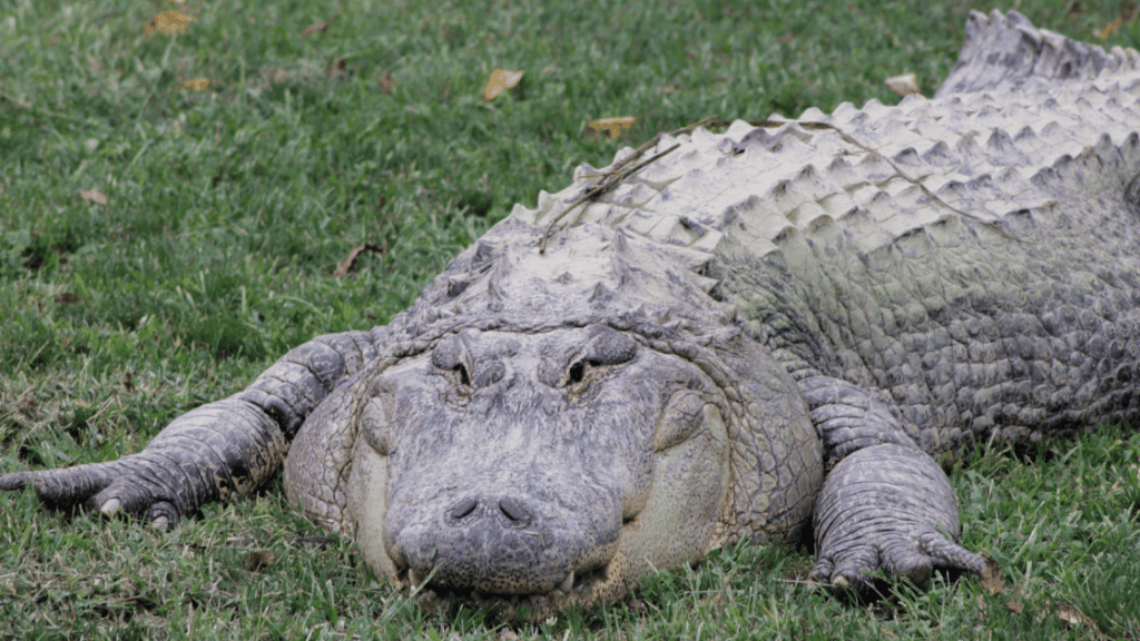 Working Through Alligator Dreams