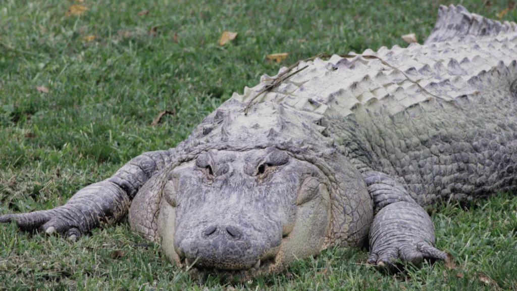 Working Through Alligator Dreams Working Through Alligator Dreams