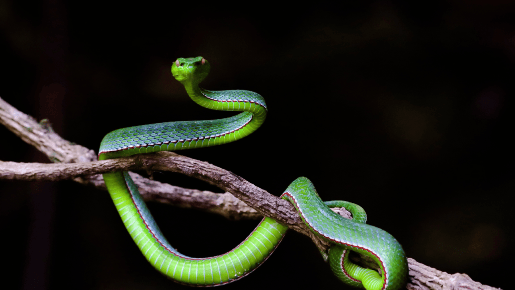 When you see a snake it mean spiritually And Physical Attributes and Spiritual Messages