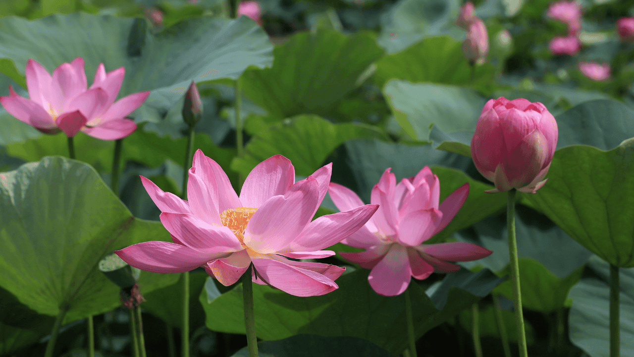 Lotus Flower Meaning