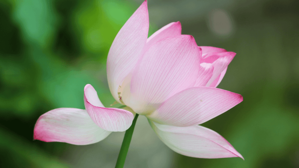 The Lotus Flower in Modern Symbolism