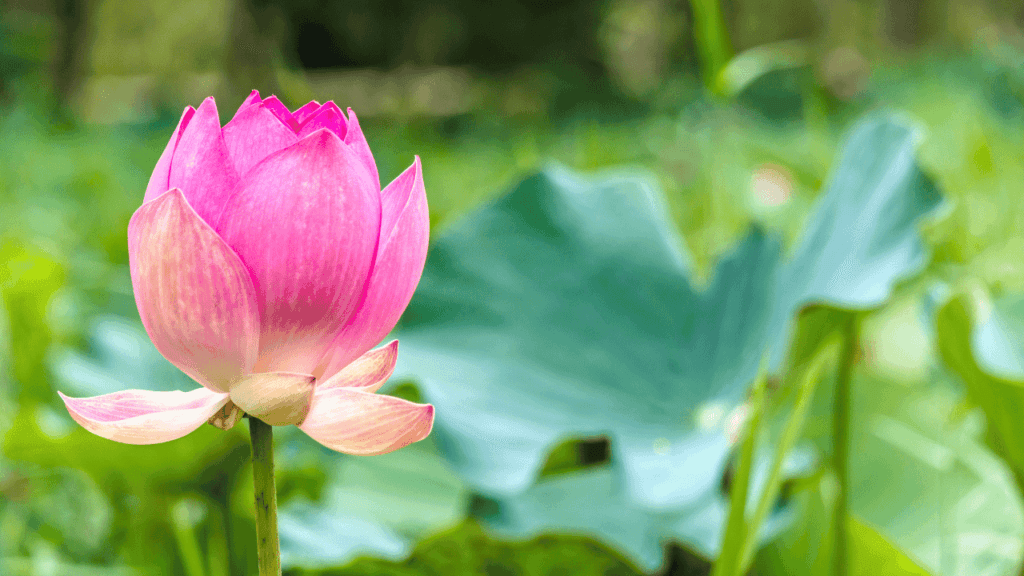 The Lotus Flower in Modern Symbolism