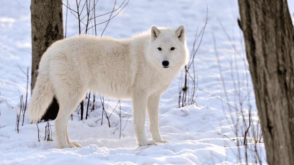 5 Most Common Spirit Animals