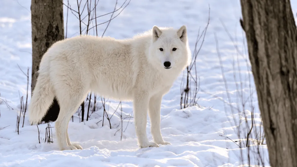 wolf symbolism 5 Most Common Spirit Animals