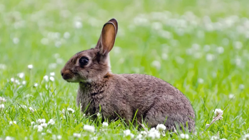 find spirit animal How to Find Your Spirit Animal