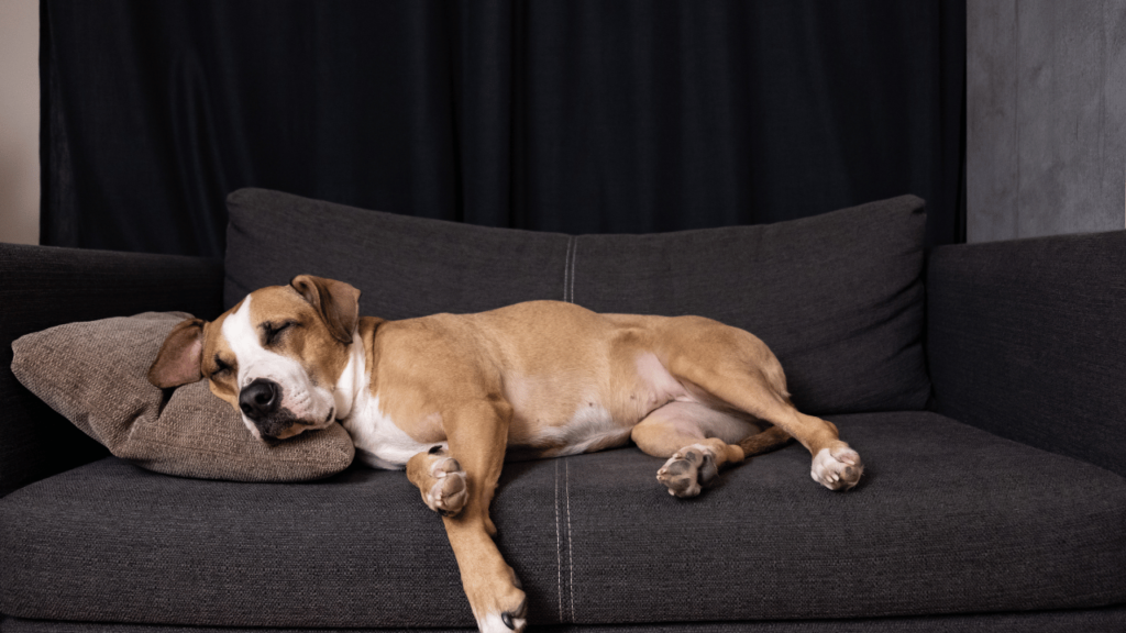 Unveiling the Hidden Messages of Dog Dreams