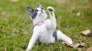 what are the Spiritual Animals