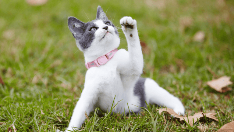 what are the Spiritual Animals