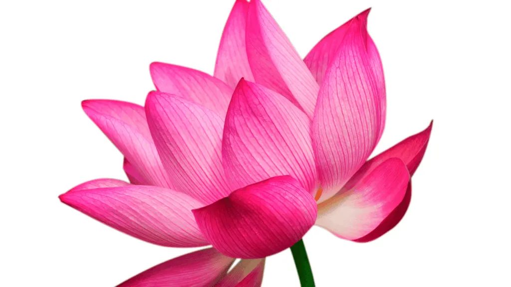 Cultivation and Propagation of the lotus flower