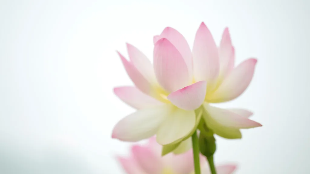 Cultural and Religious Symbolism