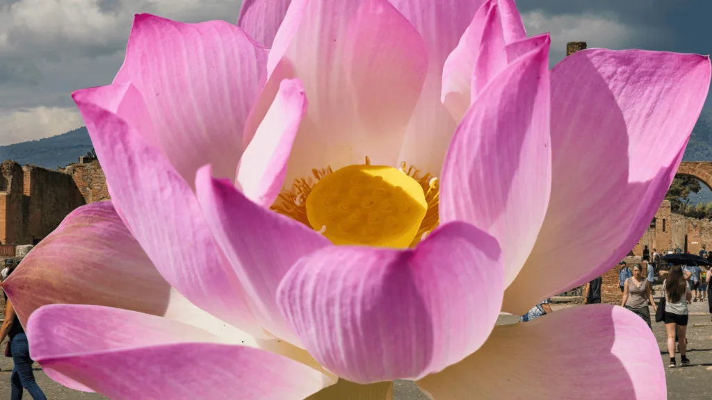 Lotus in Art, Innovation, and Scientific Discovery