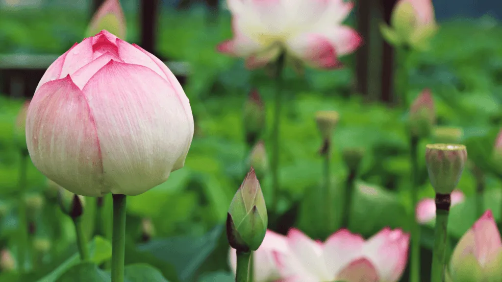 The Botanical Wonders of the Lotus
