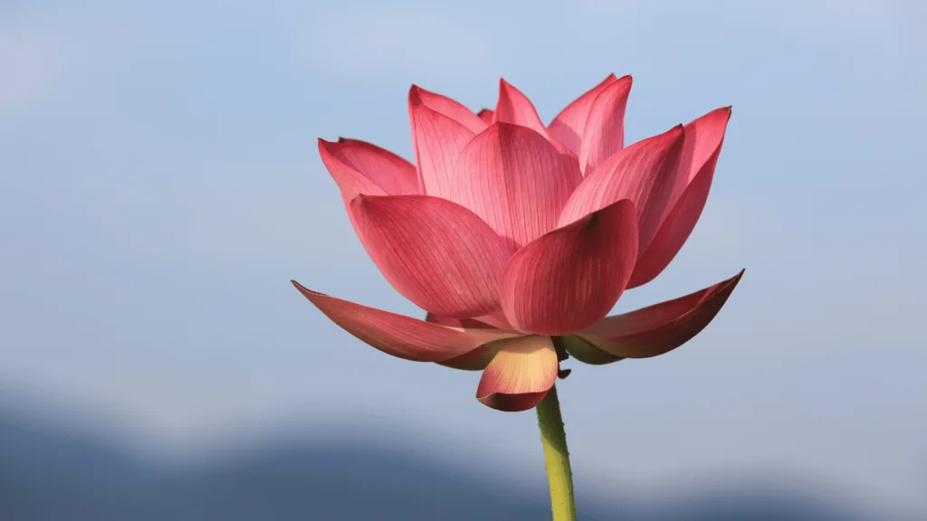 The Culinary and Medicinal Uses of the Lotus