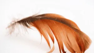Brown Feather Meaning Love